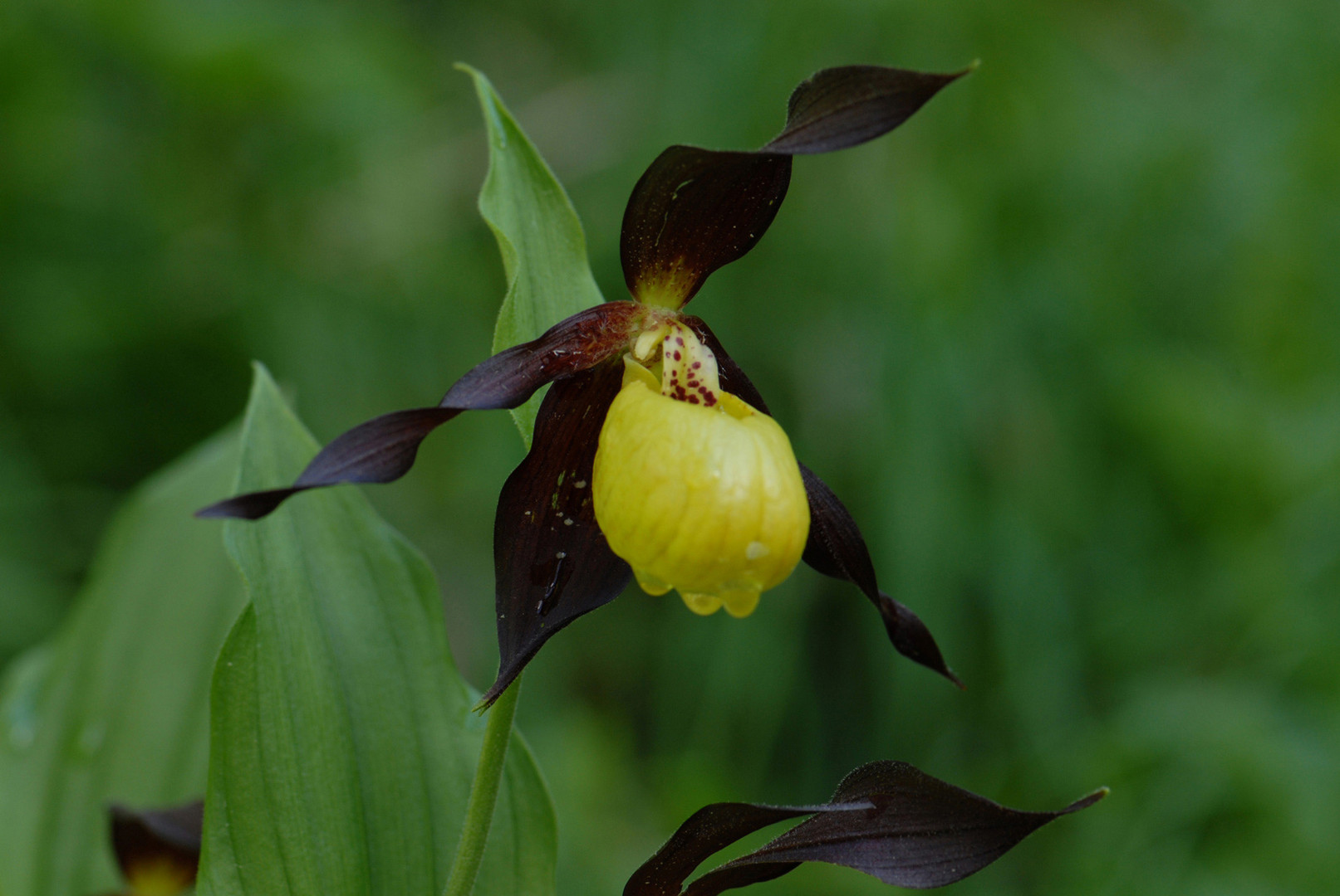 Orchideen im Bletterbach