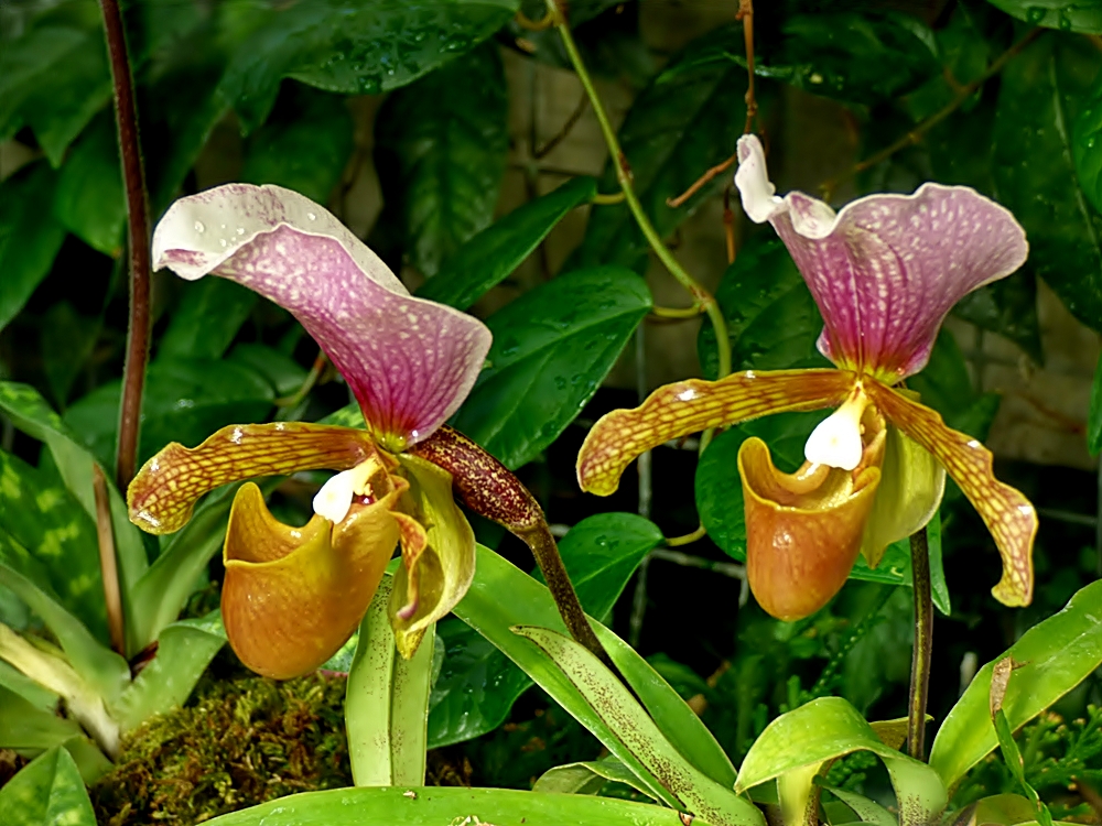 Orchideen im Botanischen Garten Bochum, . . .