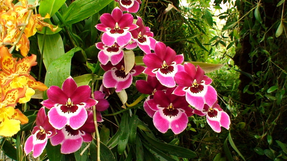 Orchidee Im Garten