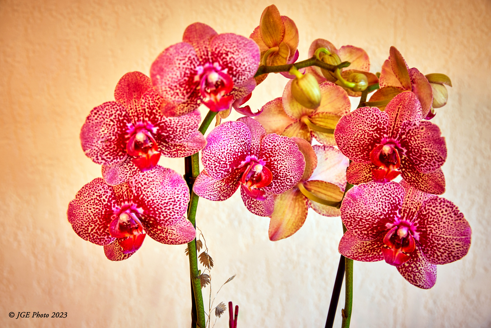 Orchideen im Büro