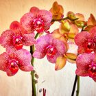 Orchideen im Büro