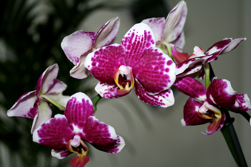 Orchideen im Büro