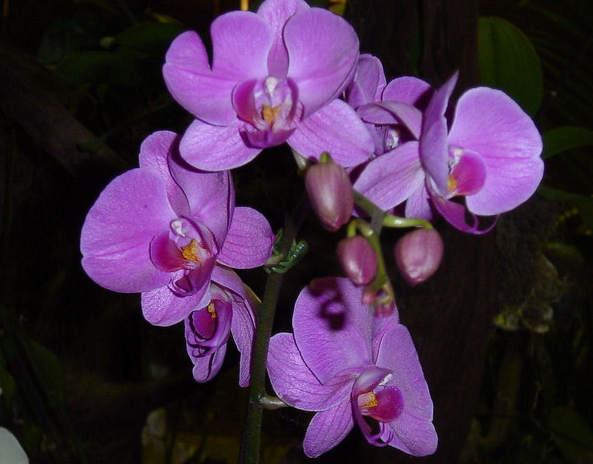 Orchideen im Flughafen Singapoor