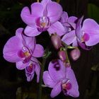 Orchideen im Flughafen Singapoor