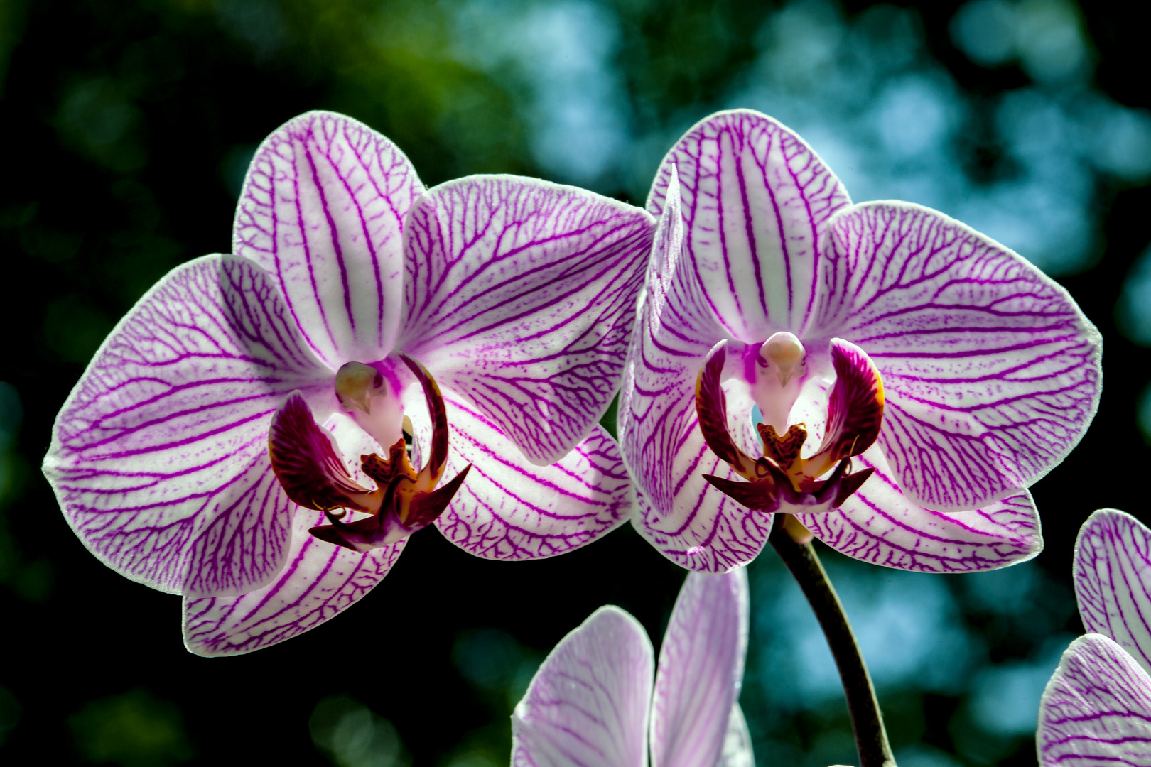 Orchideen im Gegenlicht