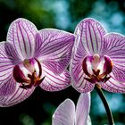 Orchideen im Gegenlicht