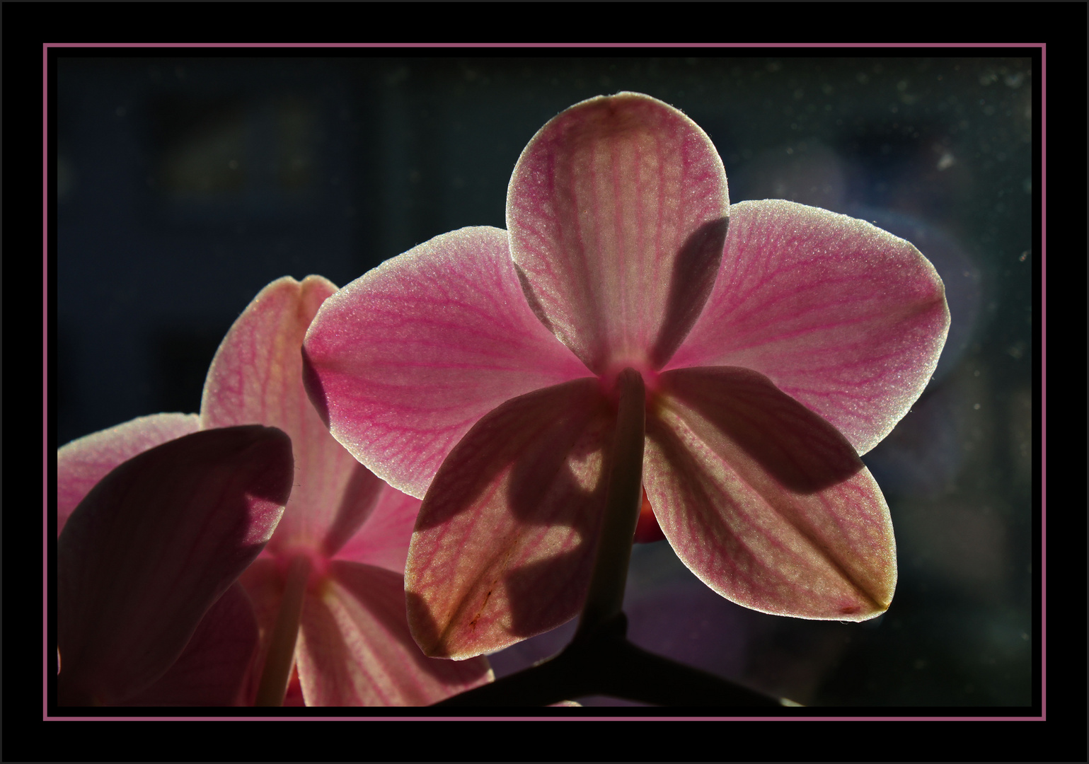 Orchideen im Gegenlicht