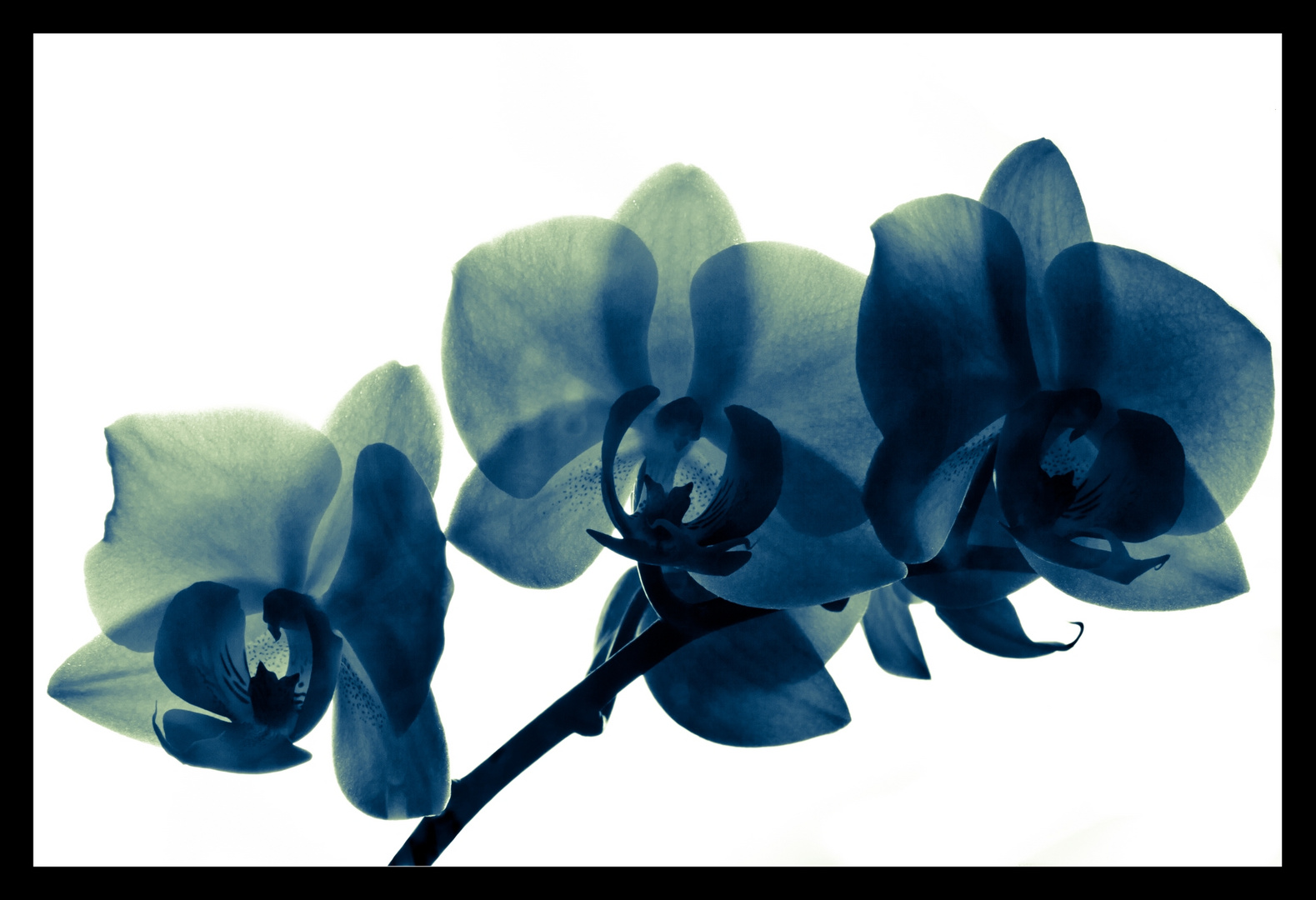 Orchideen im Gegenlicht