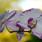 Orchideen im Herbstlicht