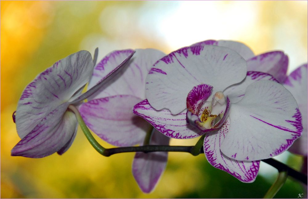 Orchideen im Herbstlicht