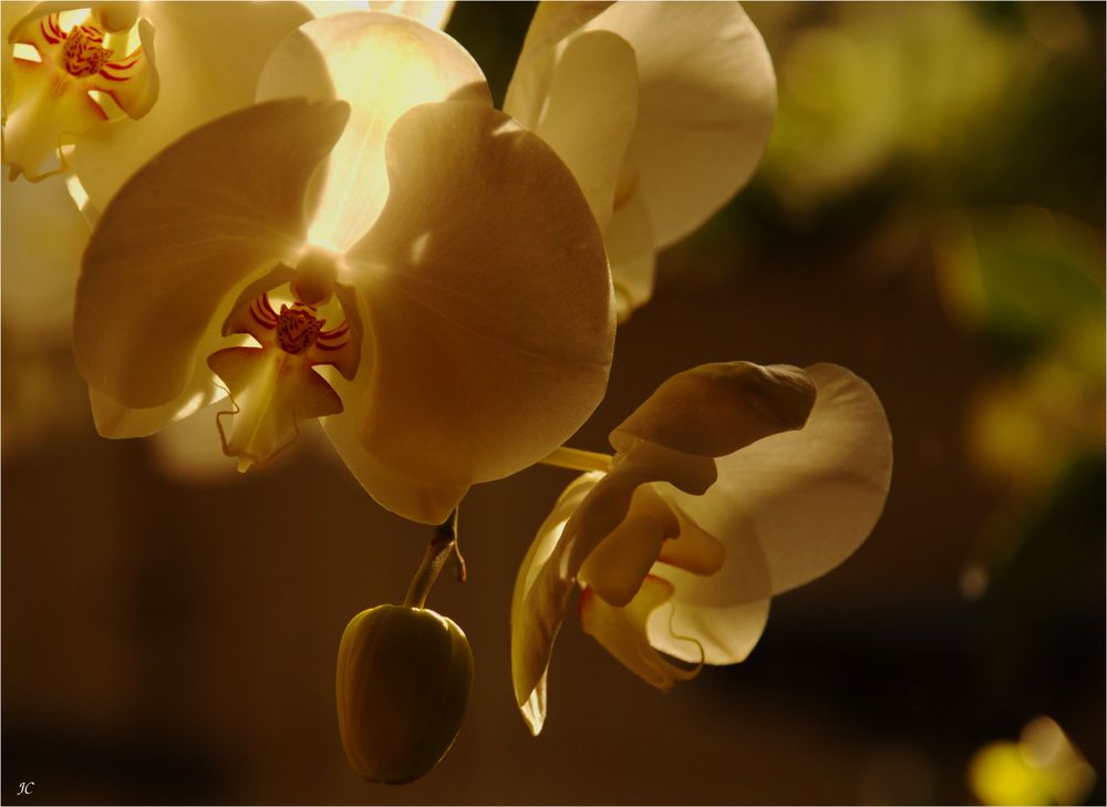 Orchideen im Kerzenlicht