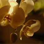 Orchideen im Kerzenlicht
