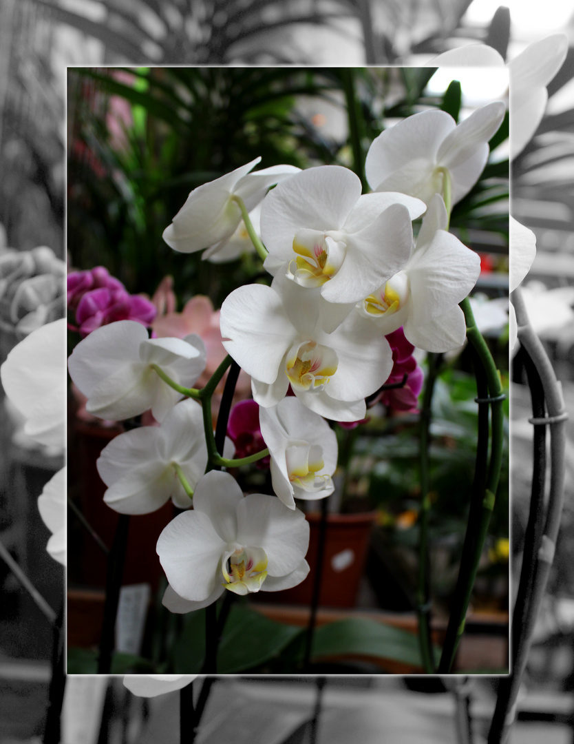 Orchideen im Laden ...