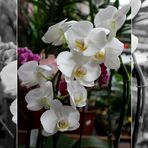 Orchideen im Laden ...
