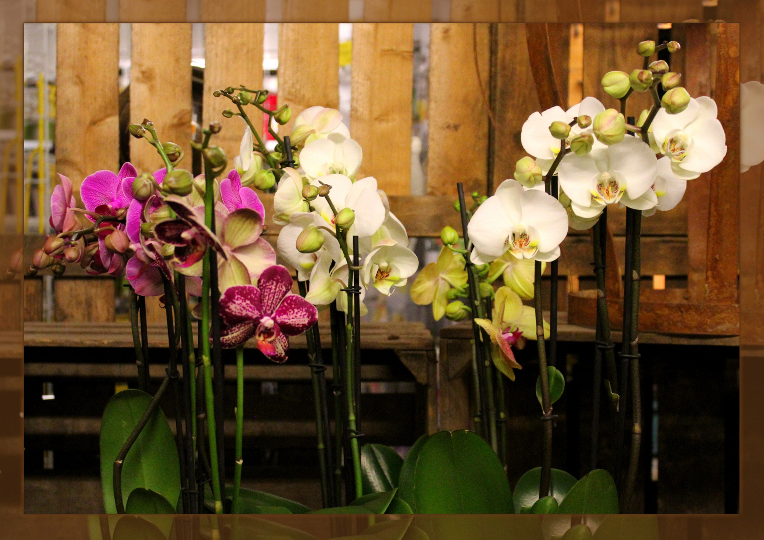 Orchideen im Laden ...