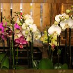 Orchideen im Laden ...