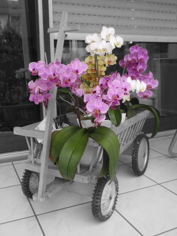 Orchideen im Leiterwagen I