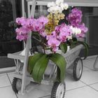 Orchideen im Leiterwagen I