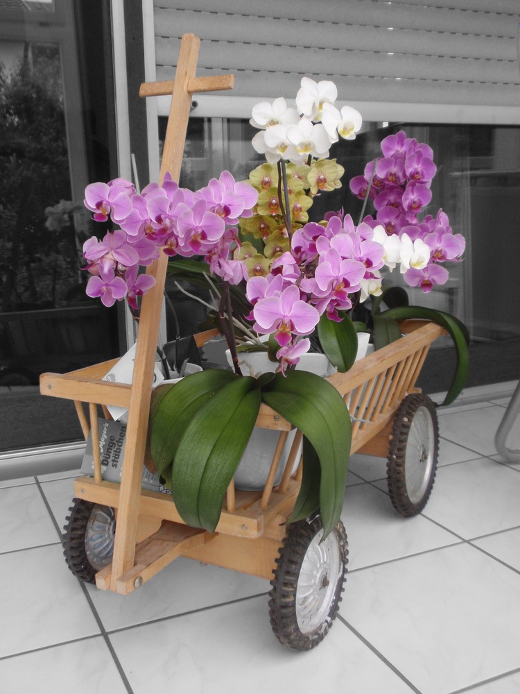 Orchideen im Leiterwagen II