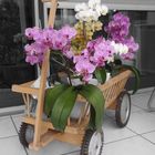 Orchideen im Leiterwagen II