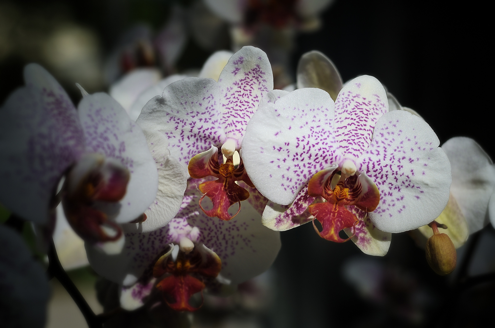 Orchideen im Licht