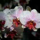 Orchideen im Licht