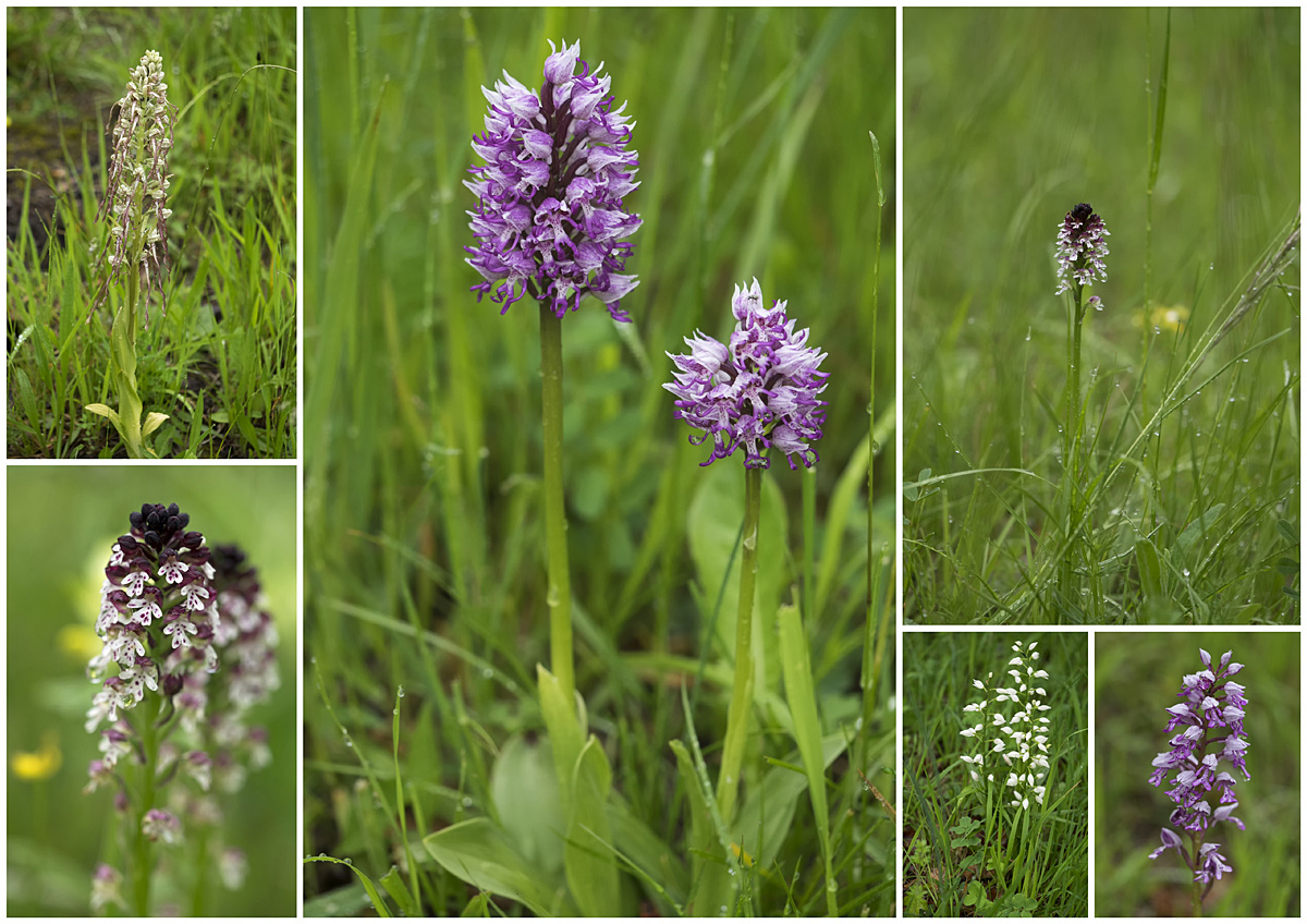 Orchideen im Liliental