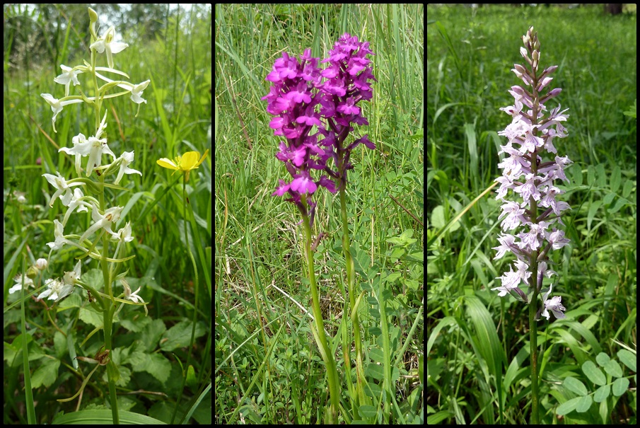 Orchideen im Lilienthal