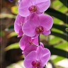 Orchideen im Loro-Park auf Teneriffa 1