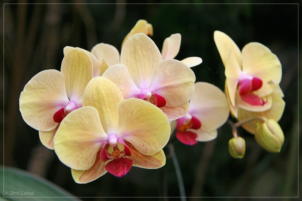 Orchideen im Loro-Park auf Teneriffa 4