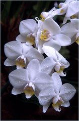 Orchideen im Multipack