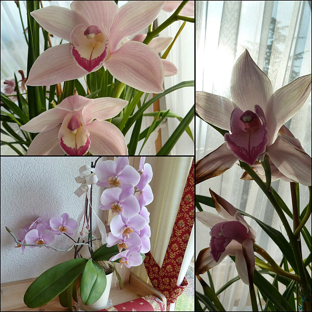 Orchideen im Natznerhof