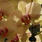 Orchideen im November