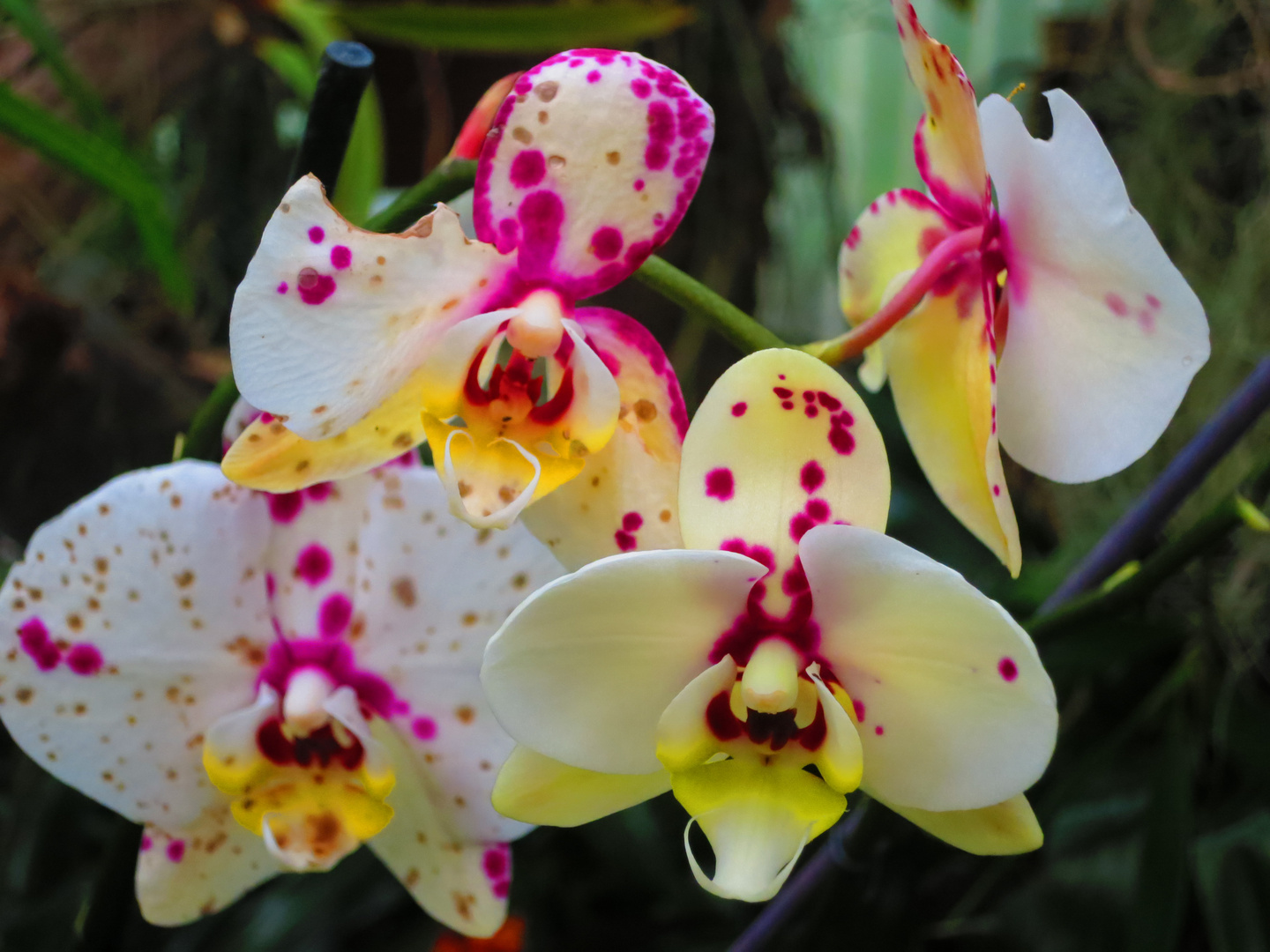 Orchideen im Orchideengarten Funchal