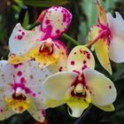 Orchideen im Orchideengarten Funchal