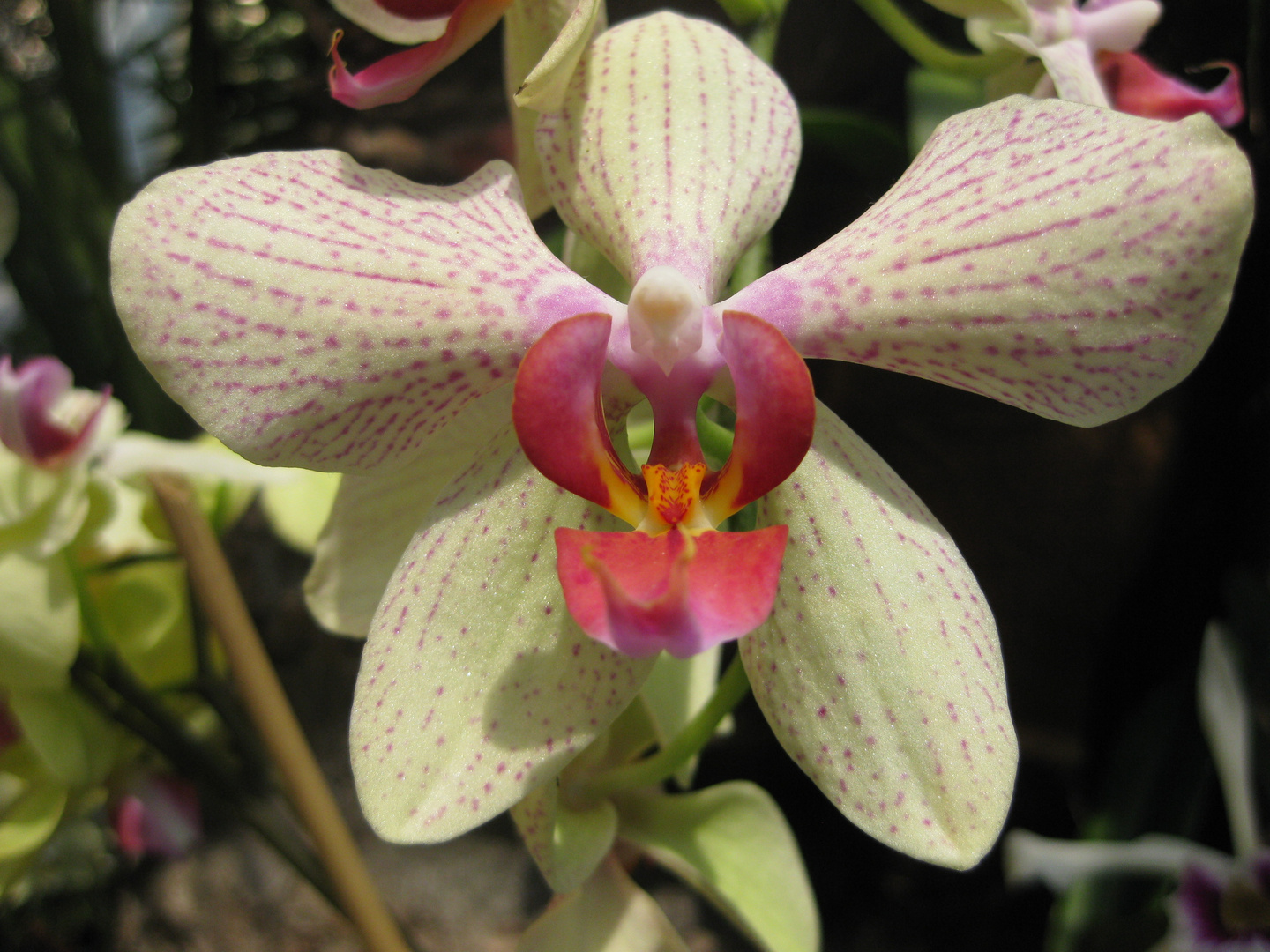 Orchideen im Palmenhaus 2 (Insel Mainau)