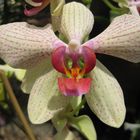 Orchideen im Palmenhaus 2 (Insel Mainau)