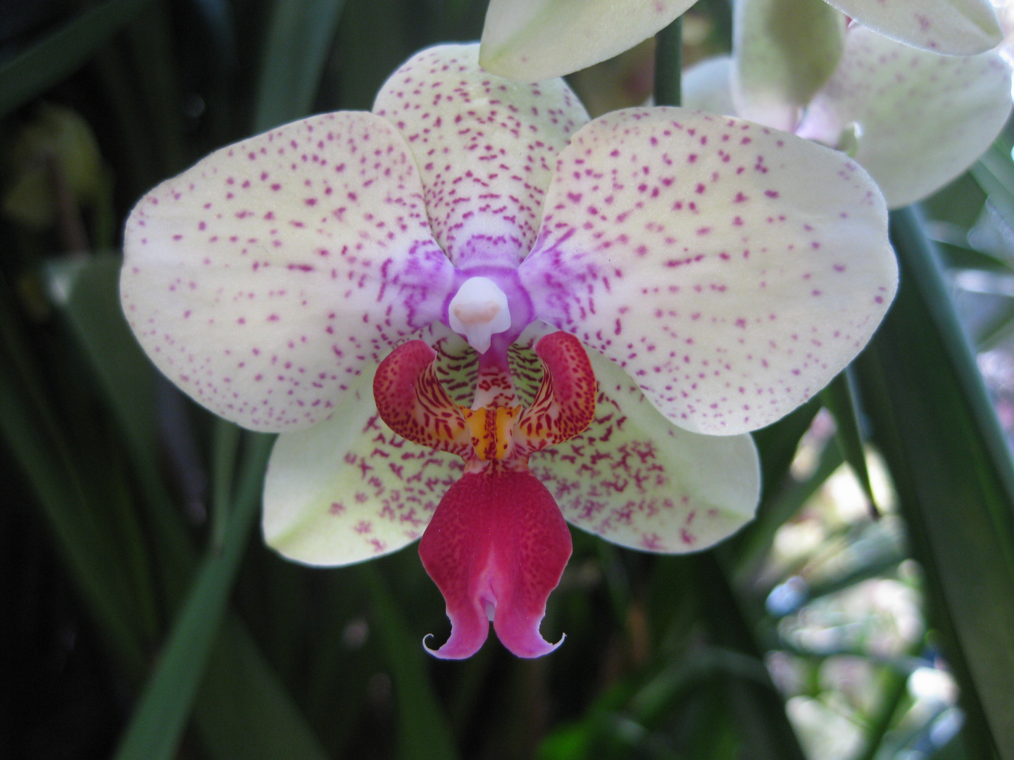 Orchideen im Palmenhaus (Insel Mainau)