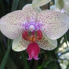 Orchideen im Palmenhaus (Insel Mainau)