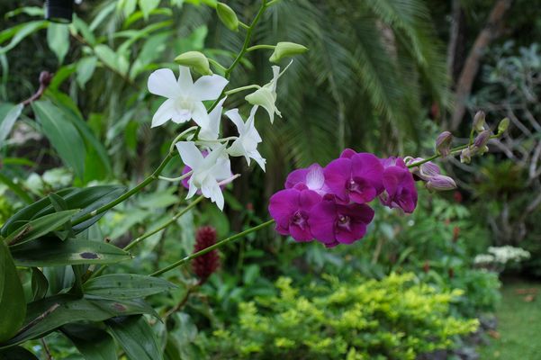 ...Orchideen im Paradise Garten...