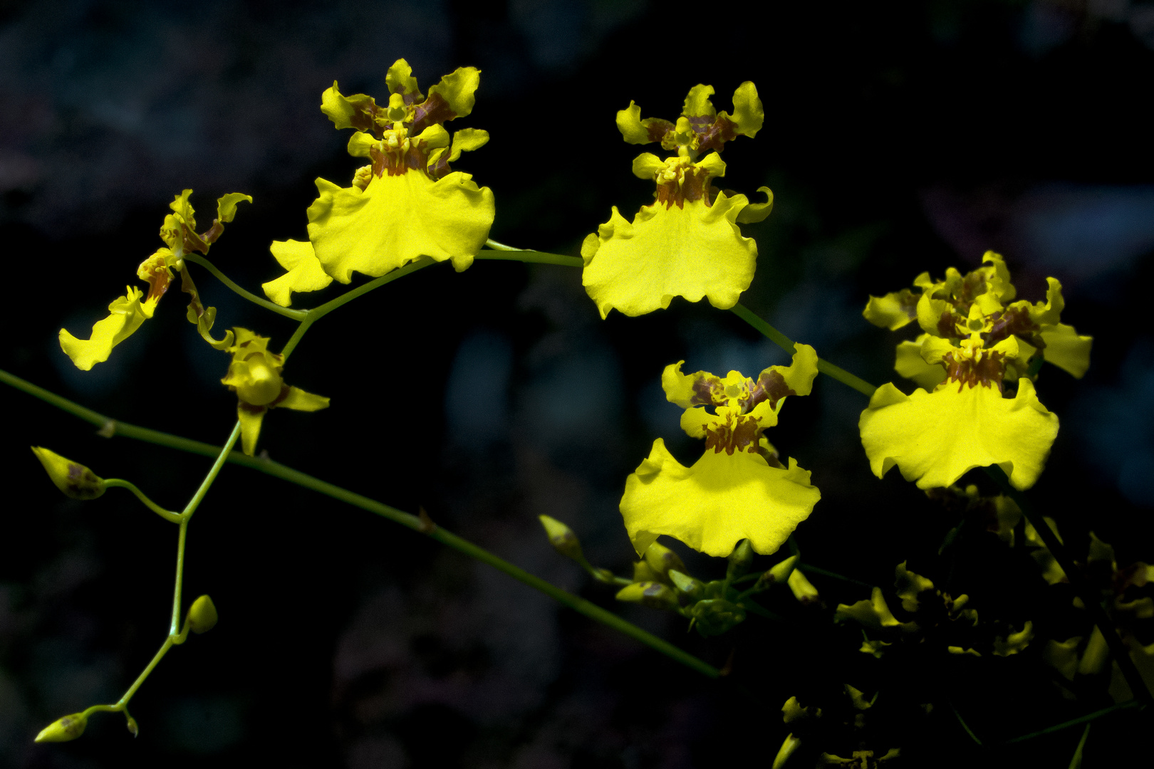 Orchideen im Regenwald