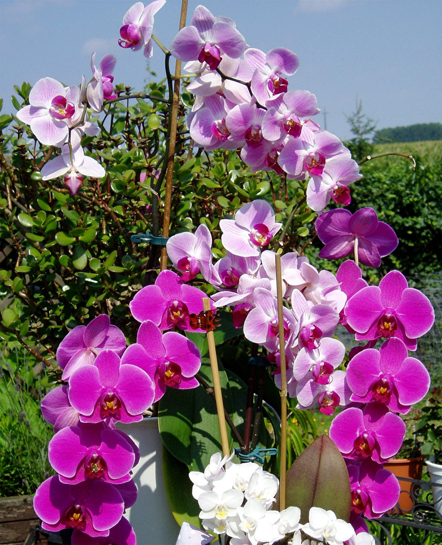 Orchideen im Sonnenbad