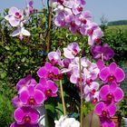 Orchideen im Sonnenbad