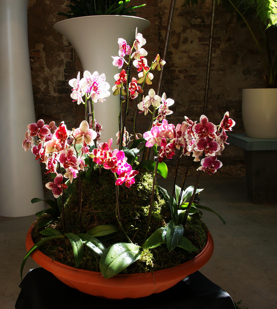 Orchideen im Sonnenlicht