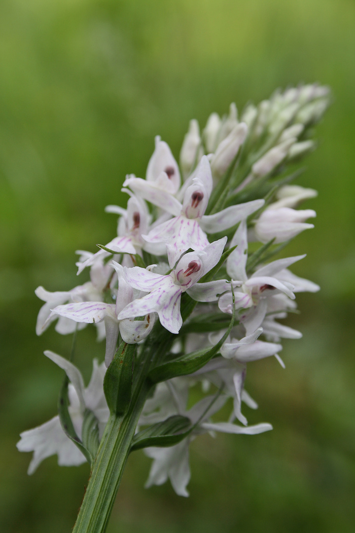 Orchideen im Taunus