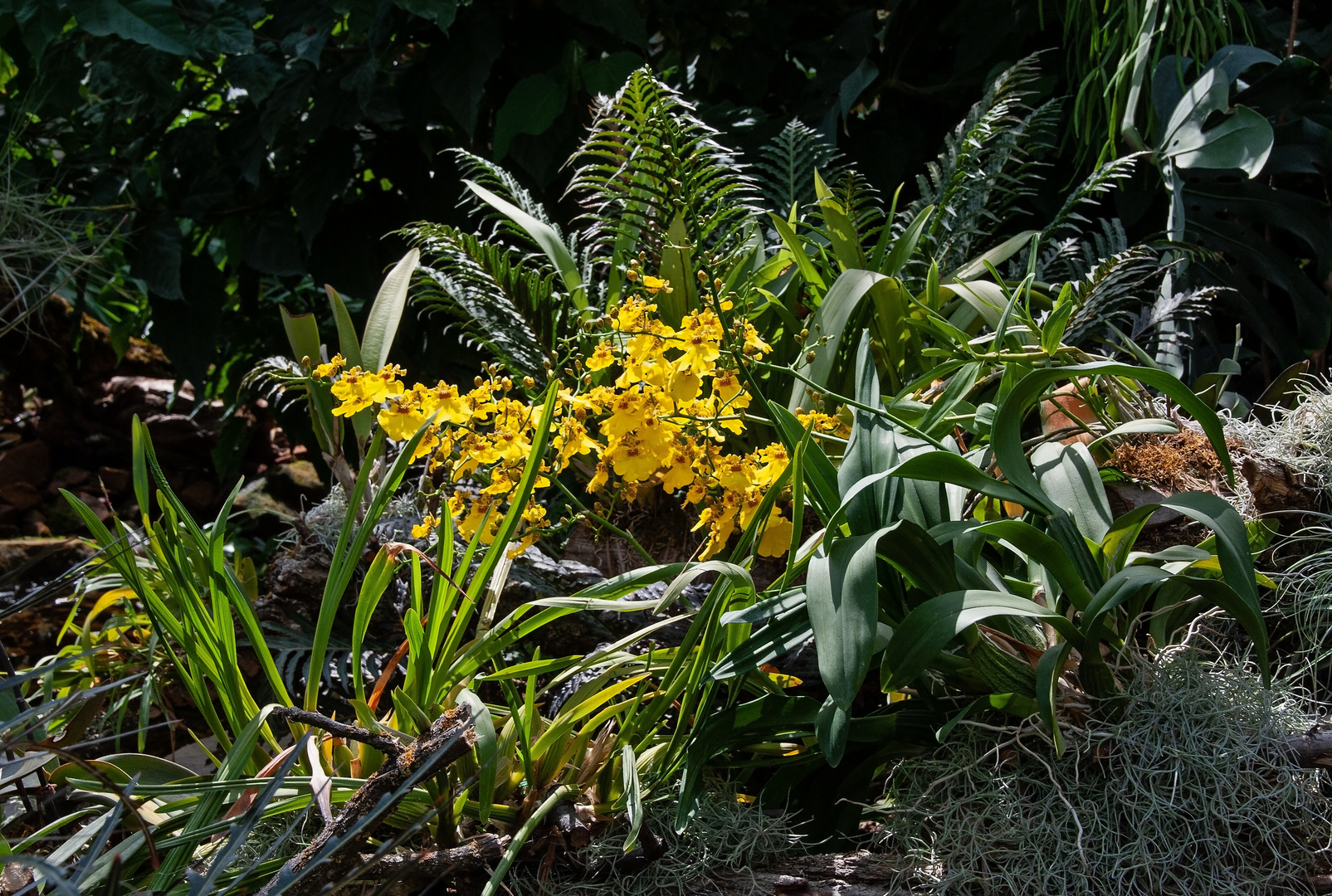 Orchideen im Tropenhaus Frutigen  