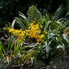 Orchideen im Tropenhaus Frutigen  