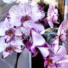 Orchideen im Vorübergehen