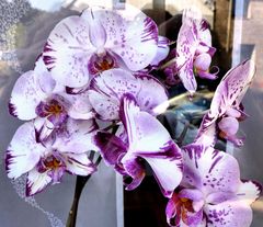 Orchideen im Vorübergehen