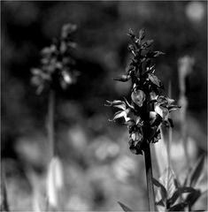 Orchideen im Wald